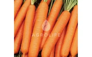 Lucia F1 / Люсія F1