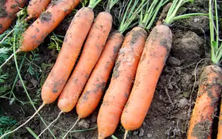 Marion / Маріон