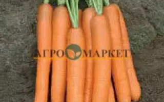 Monanta / Монанта