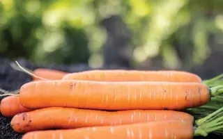 Morgana / Моргана