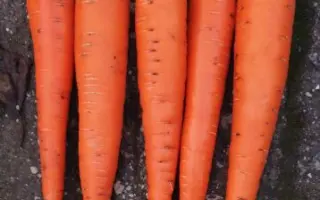 Muleta / Мулета