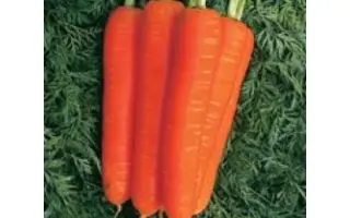 Nantes CL / Нантес КЛ