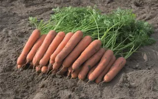 Narvik / Нарвік