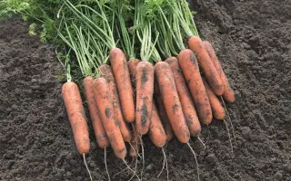 Natuna / Натуна