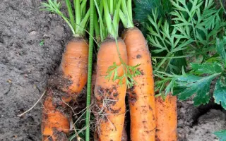 Nerac F1 / Нерак F1