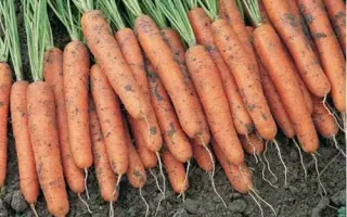 Niagara / Ніагара