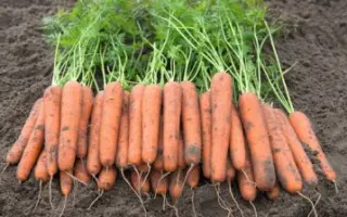 Novara / Новара