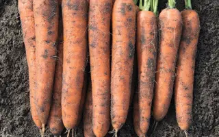 Norway / Норвей