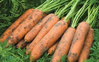 Newcastle F1 / Ньюкасл F1