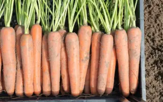 Newhall / Ньюхолл