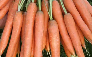 Presto / Престо