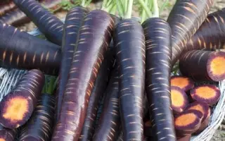 Purple Elite / Пурпл Еліт