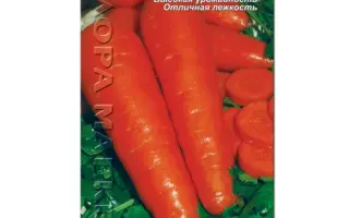 Regulska / Регульська