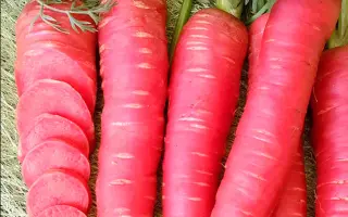 Rubyprince / Рубіпринц