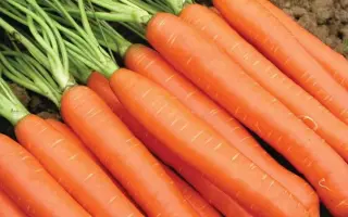 SV1140DN / СВ1140ДН