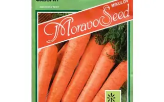 Favorit / Фаворит