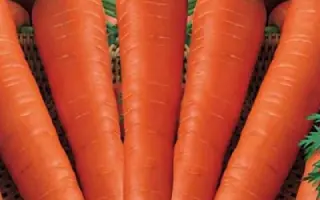 Cidera / Цідера