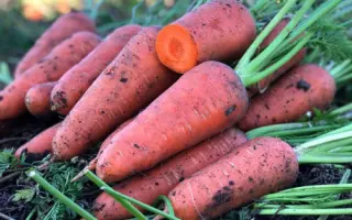 Chantenaya A Coeur Rouge / Шантане червоне серце