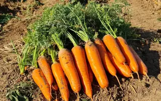 55-300 RZ F1 / 55-300 РЗ F1