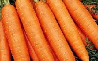 Bastia F1 / Бастія F1