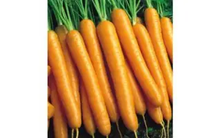 Bilbo F1 / Билбо F1