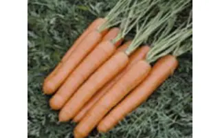 Vesta F1 / Веста F1