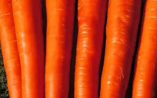 Giganta / Гіганта