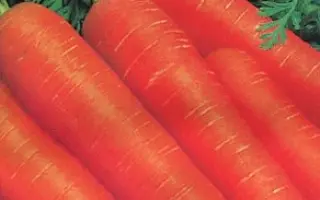 Maestro F1 / Маестро F1