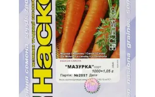 Мазурка