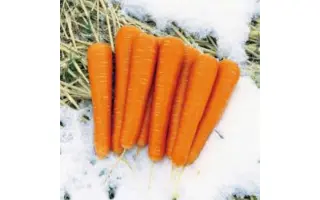 Major F1 / Майор F1