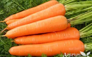 Nanda F1 / Нанда F1