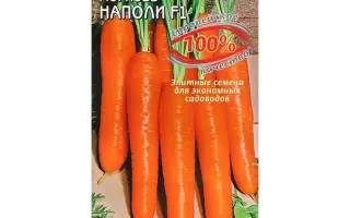 Napa F1 / Напа F1