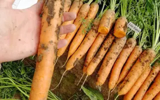 Nebula F1 RS / Небула F1