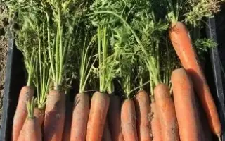 Olympus / Олімпус