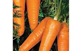 Redco F1 / Редко F1