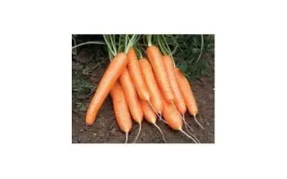 Riga F1 / Ріга F1