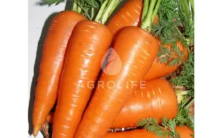 Santa Cruz F1 / Санта Круз F1