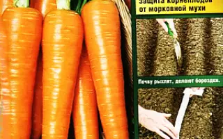 Sweet Candle F1 / Світ Кендел F1