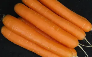 Stanford F1 / Стенфорд F1