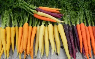 TOPCUT / ТОПКАТ