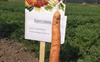 Ferіa F1 / Феріа F1