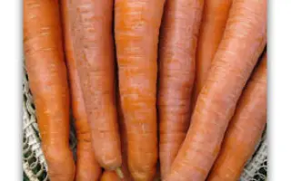 Figo F1 / Фіго F1