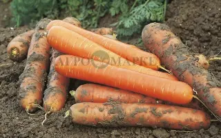 CHAMPION / ЧЕМПІОН