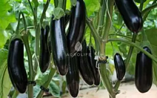 Anamur / Анамур