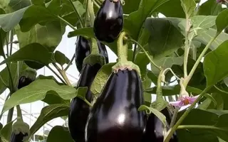 Bartok / Барток