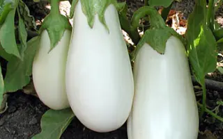 Bibo F1 / Бибо F1