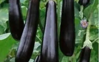 Valentina F1 / Валентина F1