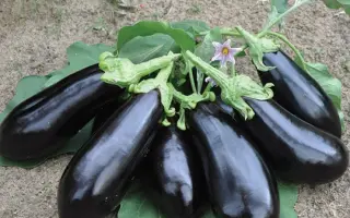 Vernal / Вернал