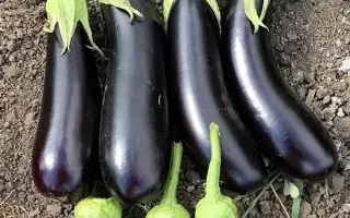 Destan / Дестан