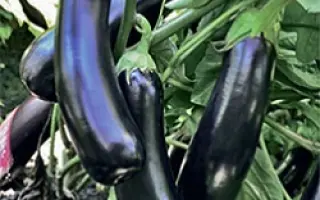 Estelle / Естелле